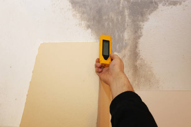Reliable Dike, IA Mold Removal Solutions