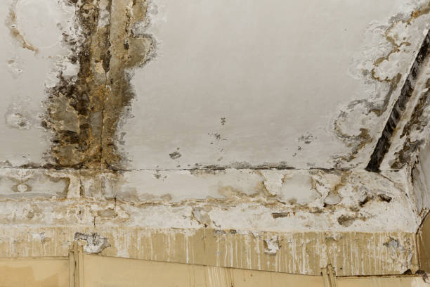 Best Real Estate Mold Inspection  in Dike, IA