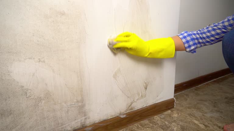 Best Commercial Mold Inspection  in Dike, IA