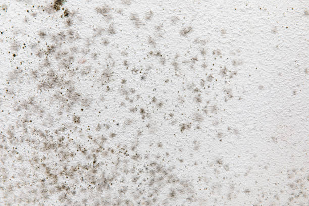 Best Forensic Mold Investigation  in Dike, IA