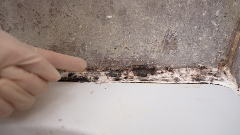 Best Black Mold Removal  in Dike, IA