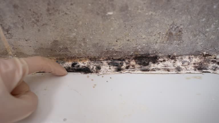 Best Attic Mold Removal  in Dike, IA