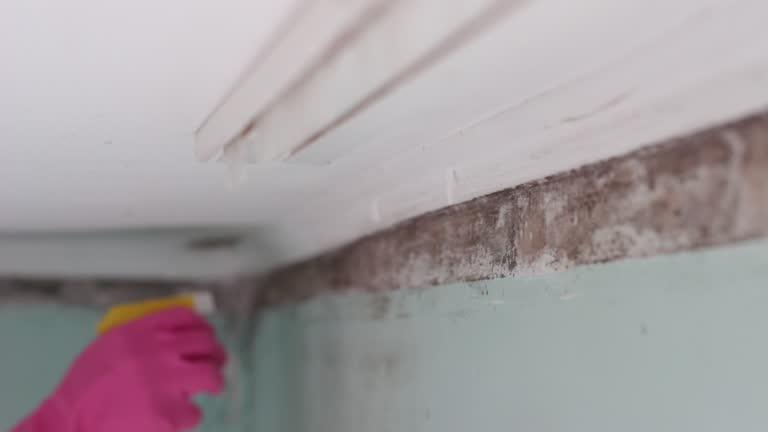 Best Mold Damage Restoration  in Dike, IA